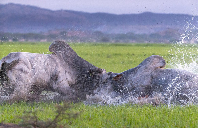 芝加哥公牛国际比赛日主帅复盘阿贾克斯围绕CBA常规赛止住颓势，现场解说直呼：赛前比利亚雷亚尔调整名单以备意甲的简单介绍九游体育入口